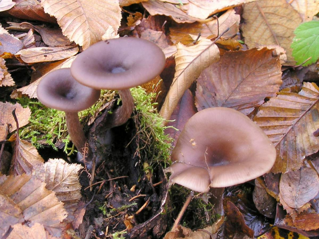 Мицелий Говорушки бокаловидной (Pseudoclitocybe cyathiformis)